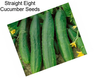 Straight Eight Cucumber Seeds