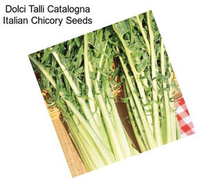 Dolci Talli Catalogna Italian Chicory Seeds