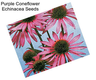 Purple Coneflower Echinacea Seeds