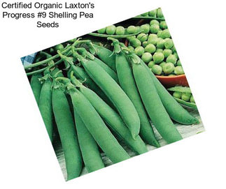 Certified Organic Laxton\'s Progress #9 Shelling Pea Seeds