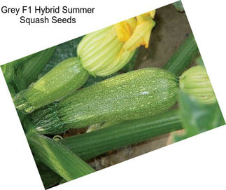 Grey F1 Hybrid Summer Squash Seeds