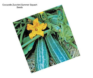 Cocozelle Zucchini Summer Squash Seeds