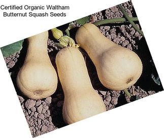 Certified Organic Waltham Butternut Squash Seeds