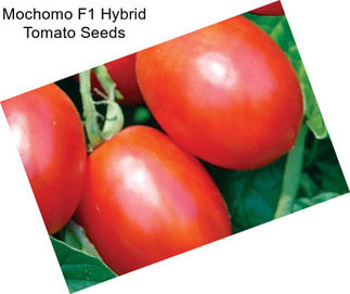 Mochomo F1 Hybrid Tomato Seeds