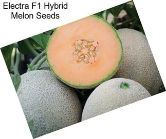 Electra F1 Hybrid Melon Seeds