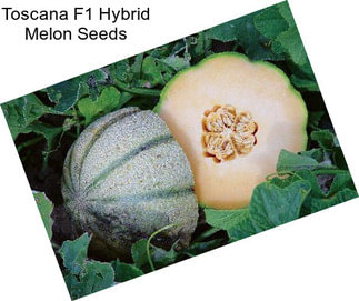 Toscana F1 Hybrid Melon Seeds