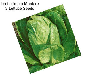Lentissima a Montare 3 Lettuce Seeds