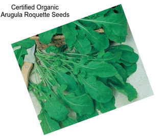 Certified Organic Arugula Roquette Seeds