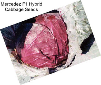 Mercedez F1 Hybrid Cabbage Seeds