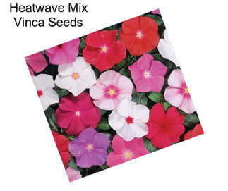 Heatwave Mix Vinca Seeds