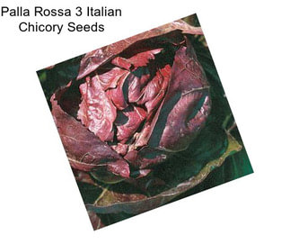 Palla Rossa 3 Italian Chicory Seeds