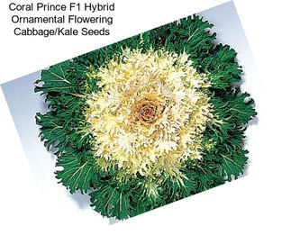 Coral Prince F1 Hybrid Ornamental Flowering Cabbage/Kale Seeds
