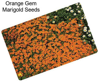 Orange Gem Marigold Seeds
