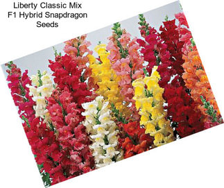 Liberty Classic Mix F1 Hybrid Snapdragon Seeds