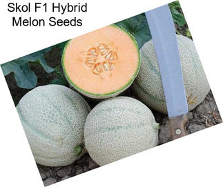 Skol F1 Hybrid Melon Seeds