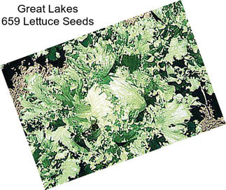 Great Lakes 659 Lettuce Seeds