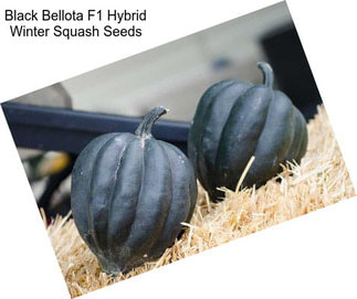 Black Bellota F1 Hybrid Winter Squash Seeds