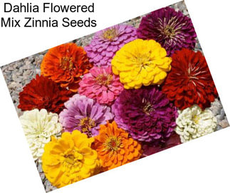 Dahlia Flowered Mix Zinnia Seeds