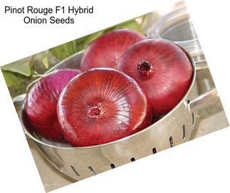 Pinot Rouge F1 Hybrid Onion Seeds