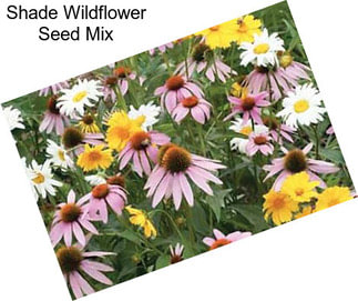 Shade Wildflower Seed Mix