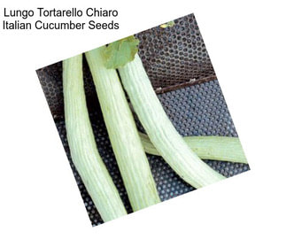 Lungo Tortarello Chiaro Italian Cucumber Seeds