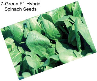 7-Green F1 Hybrid Spinach Seeds