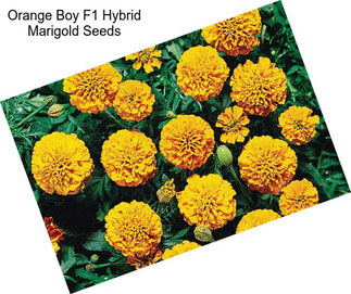 Orange Boy F1 Hybrid Marigold Seeds