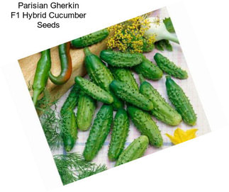 Parisian Gherkin F1 Hybrid Cucumber Seeds