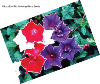 Kikyo-Zaki Mix Morning Glory Seeds