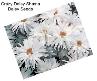 Crazy Daisy Shasta Daisy Seeds