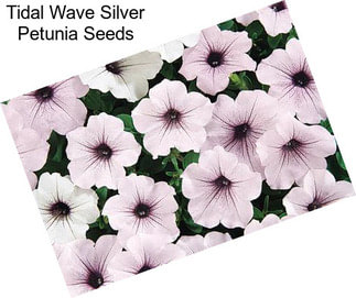 Tidal Wave Silver Petunia Seeds