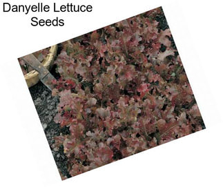 Danyelle Lettuce Seeds