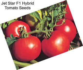 Jet Star F1 Hybrid Tomato Seeds