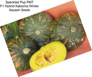 Speckled Pup PMT F1 Hybrid Kabocha Winter Squash Seeds