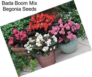 Bada Boom Mix Begonia Seeds