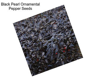 Black Pearl Ornamental Pepper Seeds