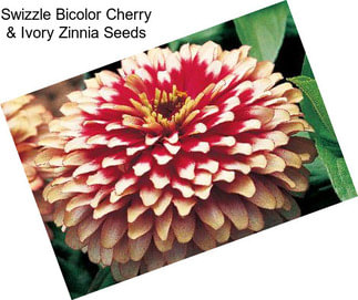 Swizzle Bicolor Cherry & Ivory Zinnia Seeds