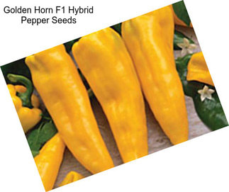 Golden Horn F1 Hybrid Pepper Seeds