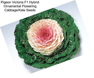 Pigeon Victoria F1 Hybrid Ornamental Flowering Cabbage/Kale Seeds