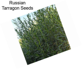 Russian Tarragon Seeds