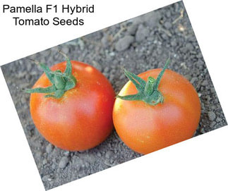 Pamella F1 Hybrid Tomato Seeds