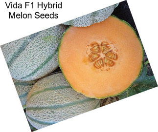 Vida F1 Hybrid Melon Seeds