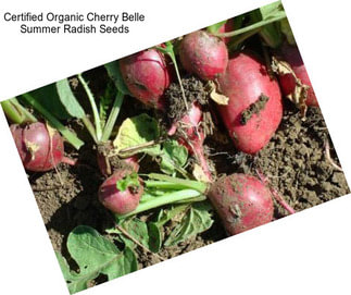 Certified Organic Cherry Belle Summer Radish Seeds