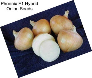 Phoenix F1 Hybrid Onion Seeds
