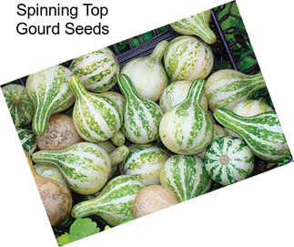 Spinning Top Gourd Seeds