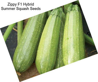 Zippy F1 Hybrid Summer Squash Seeds