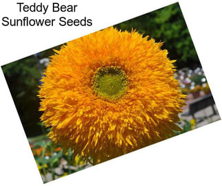 Teddy Bear Sunflower Seeds