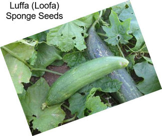 Luffa (Loofa) Sponge Seeds