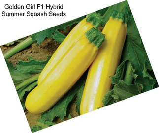 Golden Girl F1 Hybrid Summer Squash Seeds