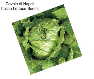 Cavolo di Napoli Italian Lettuce Seeds